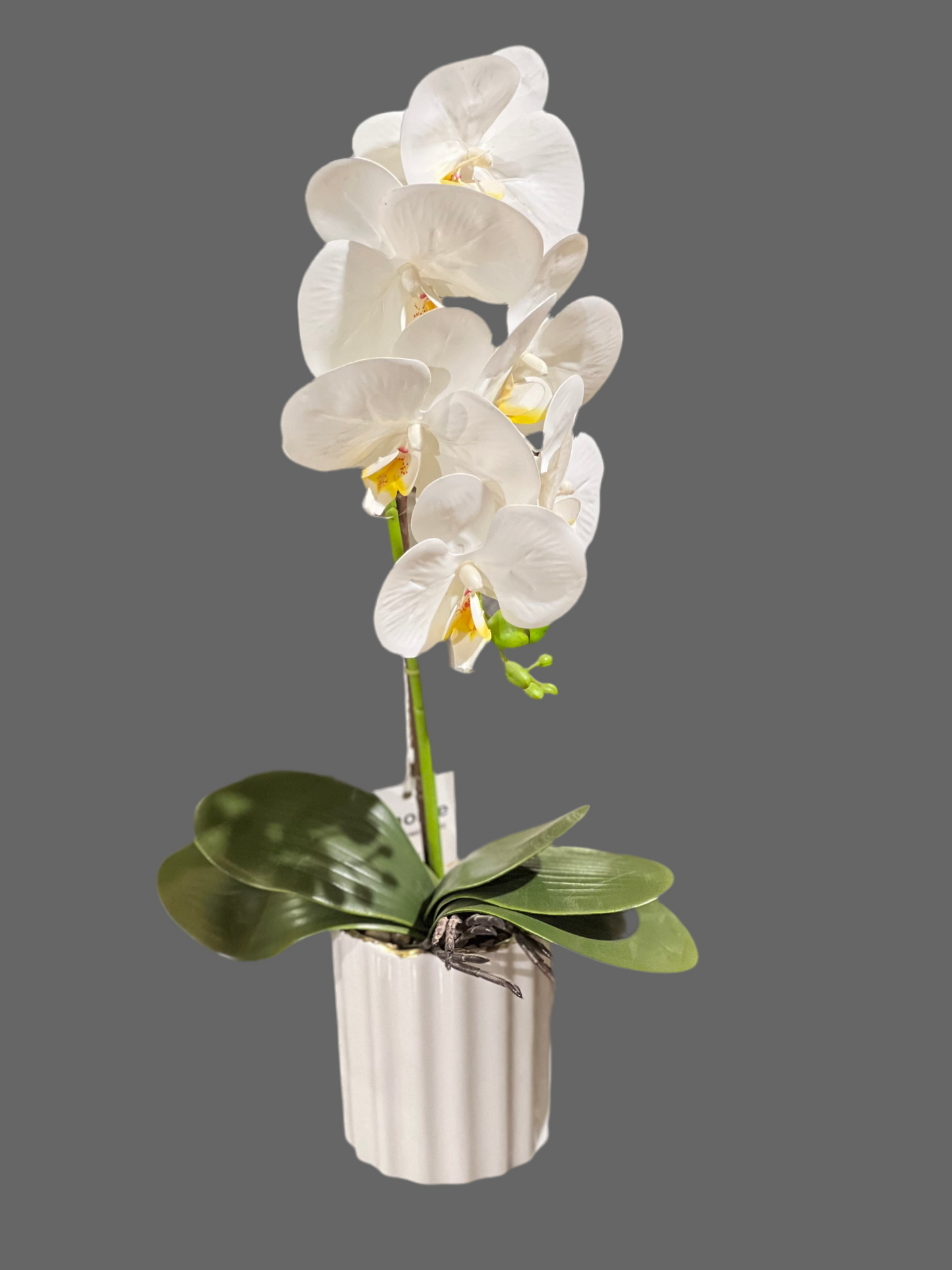 White Orchid plant