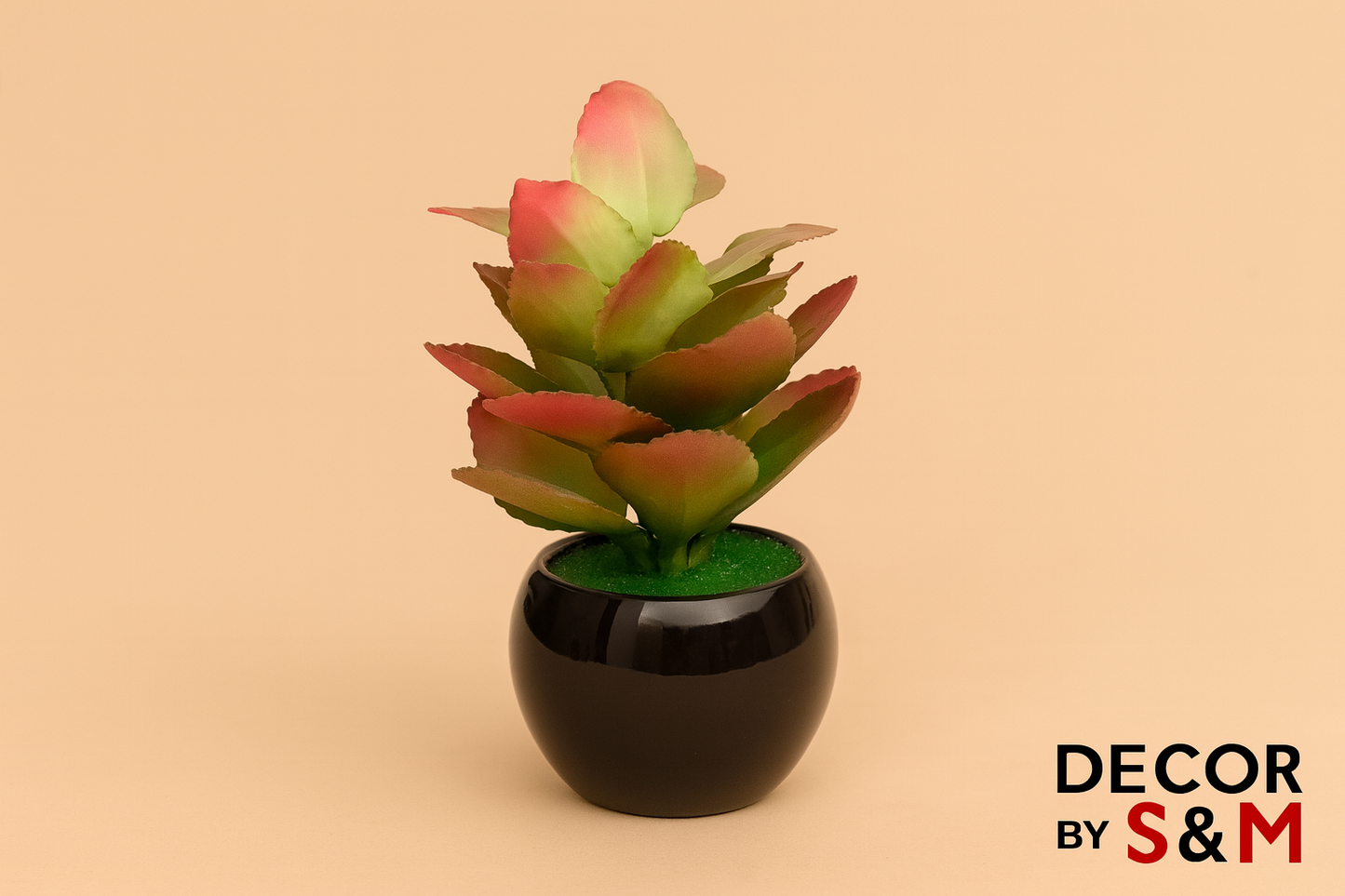 Pink-green succulent in black pot on soft beige background