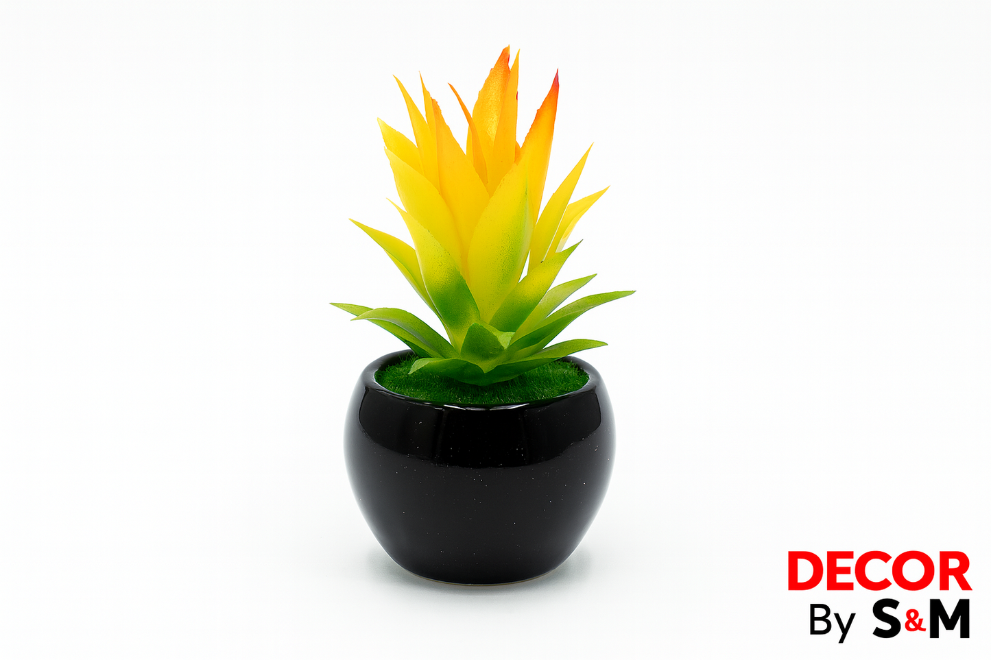 Yellow-orange succulent in black pot on white background