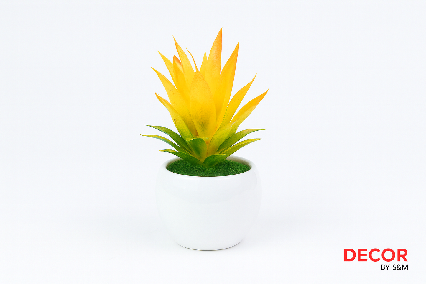 Yellow-orange succulent in white pot on white background