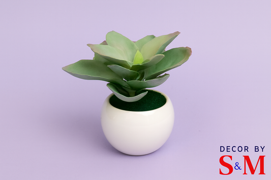 Green rosette succulent in white pot on soft lavender background