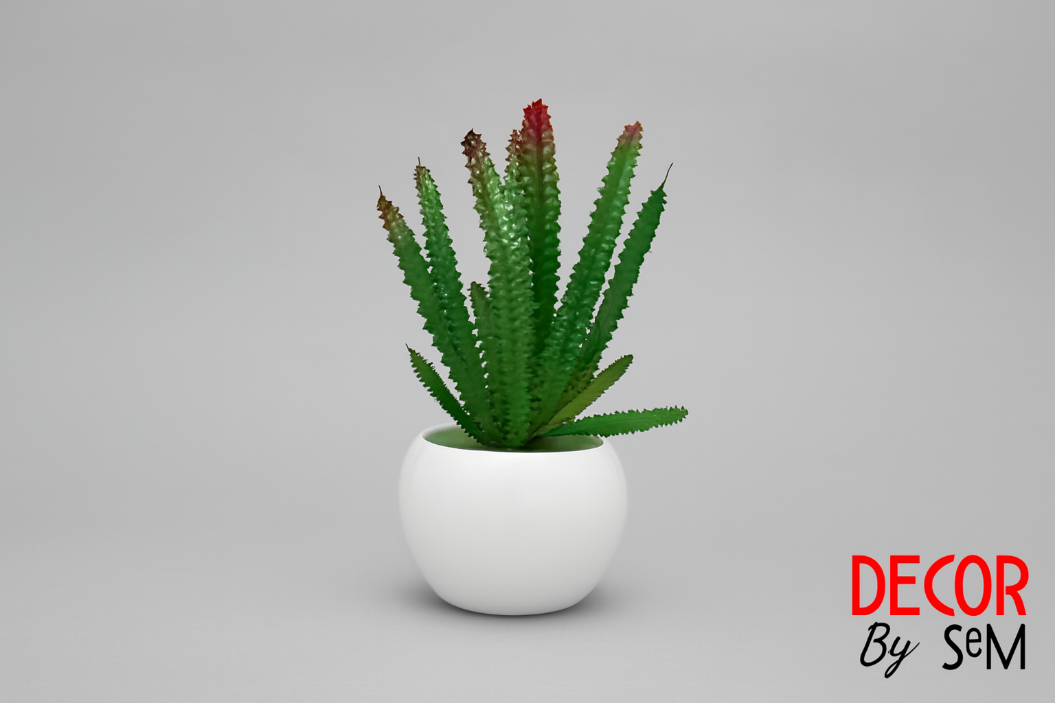 Green spiky succulent in white pot on soft gray background