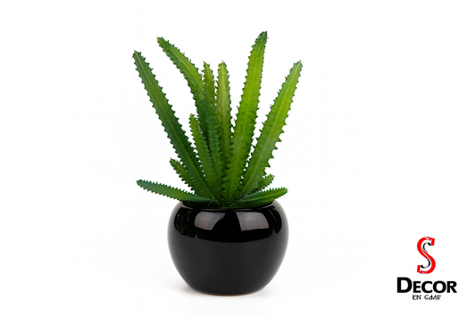 Green textured succulent in black pot on white background