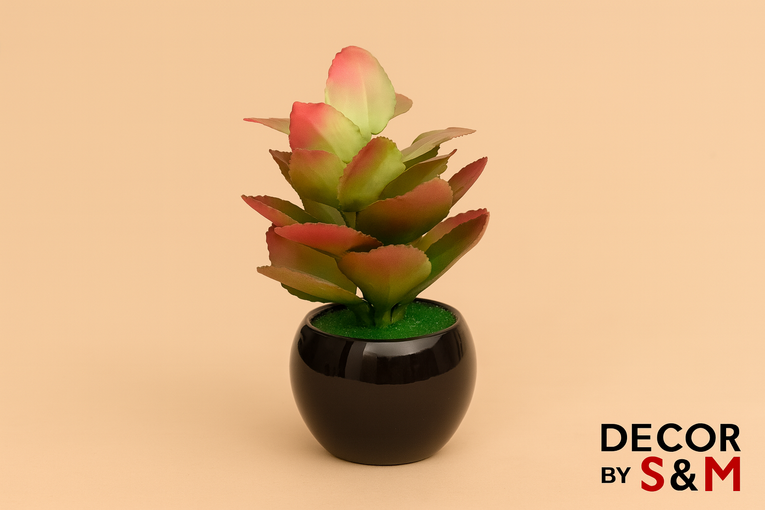 Pink-green succulent in black pot on soft beige background