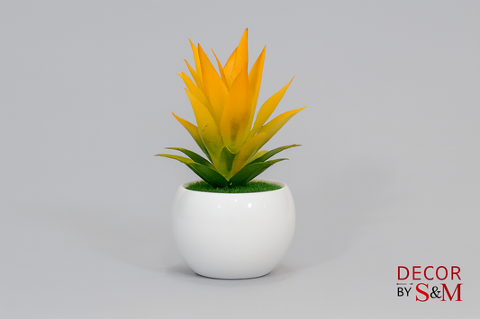 Yellow-orange succulent in white pot on soft grey background
